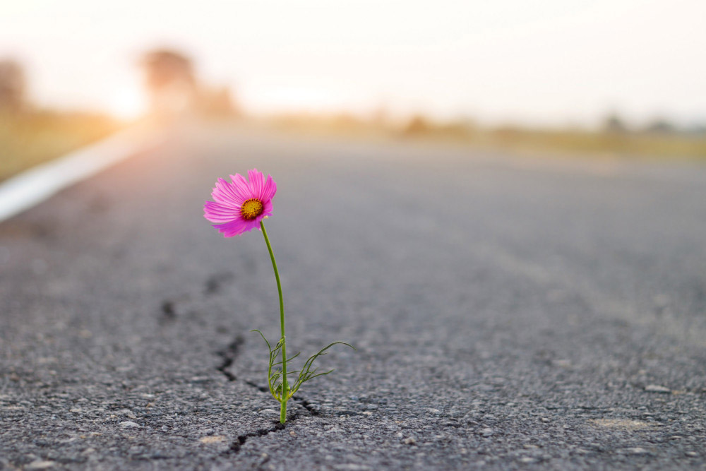 blume asphalt