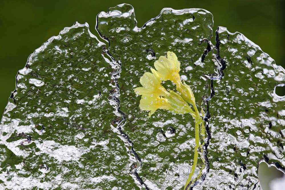 blume im eis