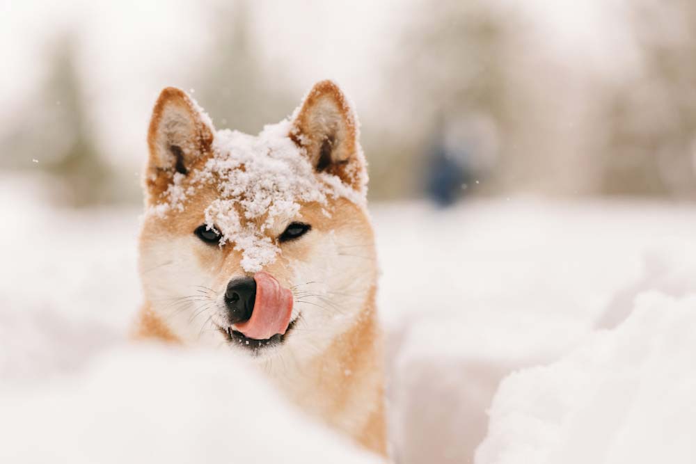 hund im schnee