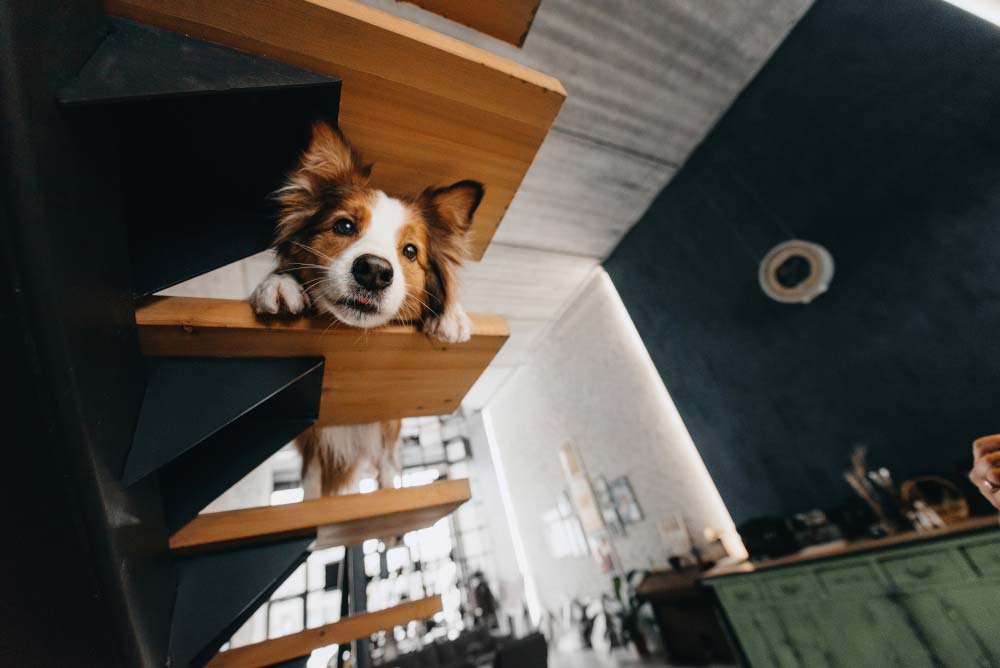 hund treppe