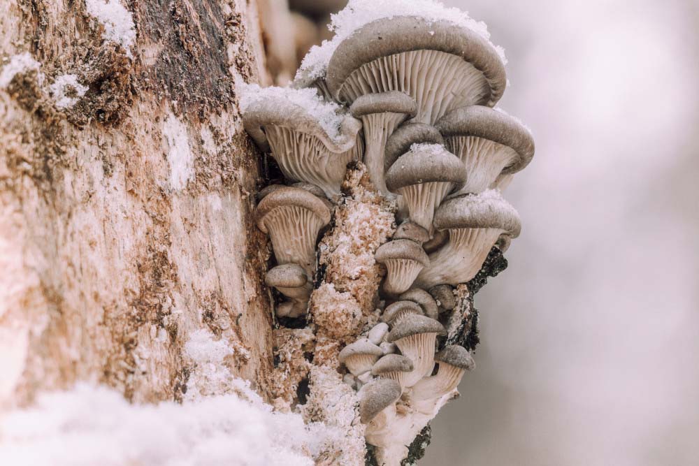 pilze im winter