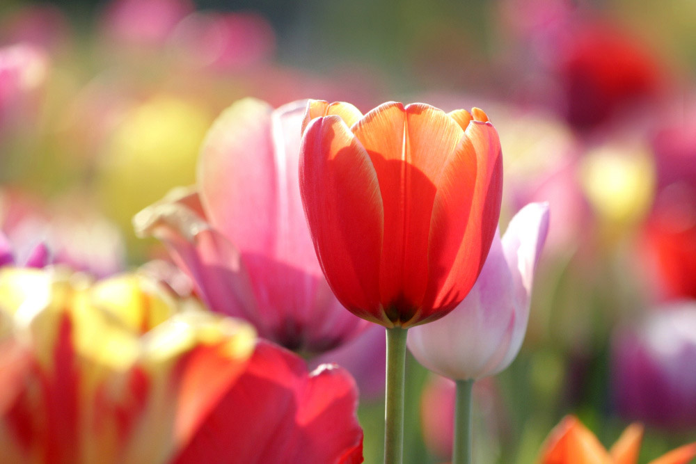rote tulpe