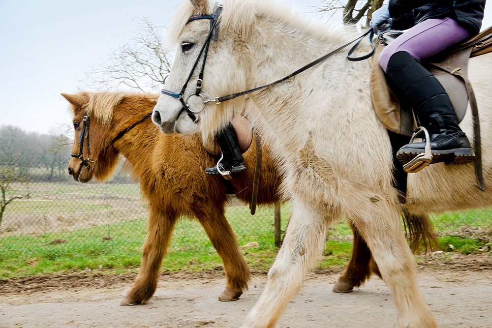 ponys