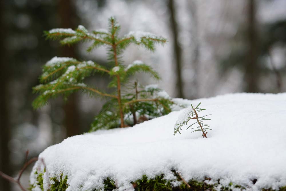 Winterdetail