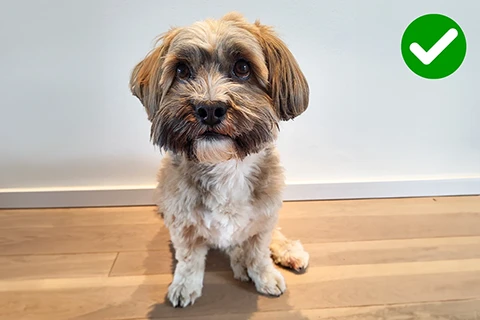 Hund posiert für ein Haustierporträt