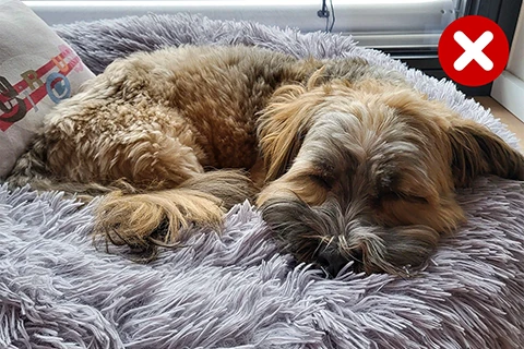schlafender Hund mit verdecktem Gesicht