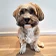 thumbnail Hund posiert für ein Haustierporträt