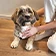thumbnail Hund und Mensch interagieren mit ihm